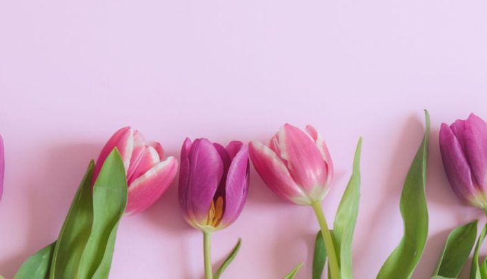 tulpen tegen een roze achtergrond